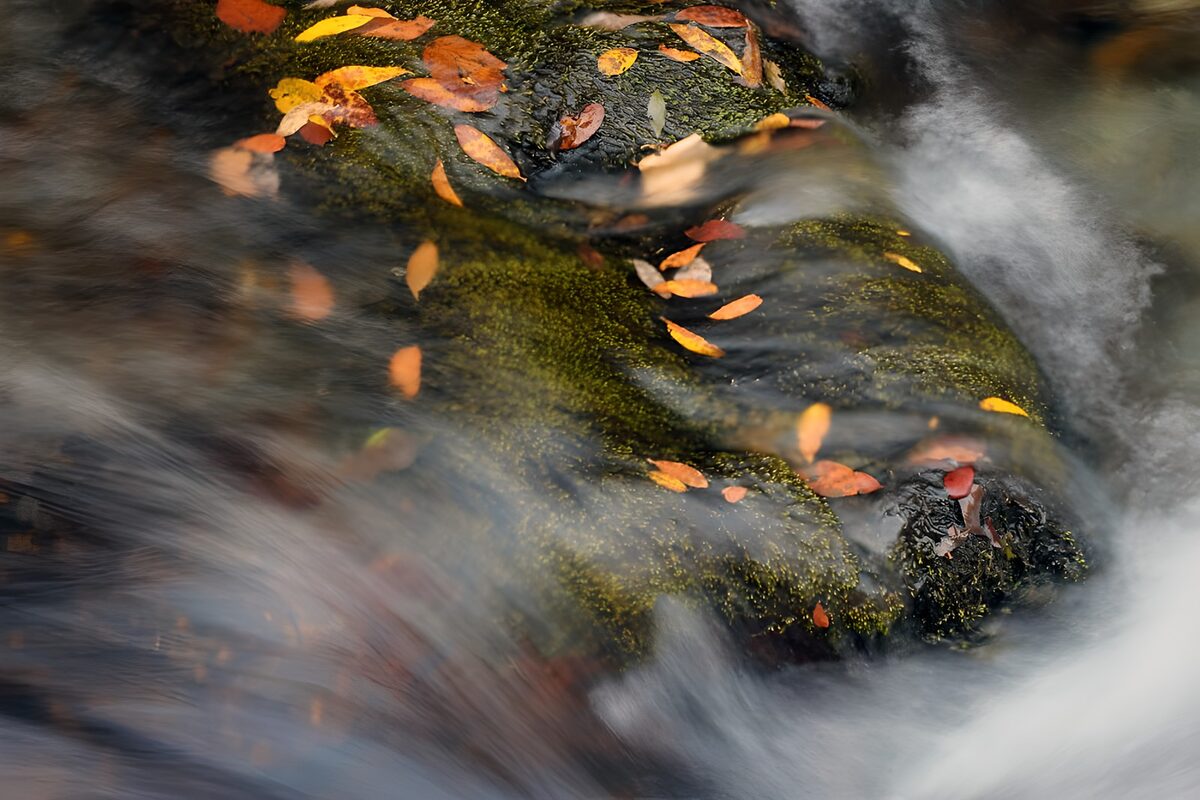 Herfstbladeren op stromend water
