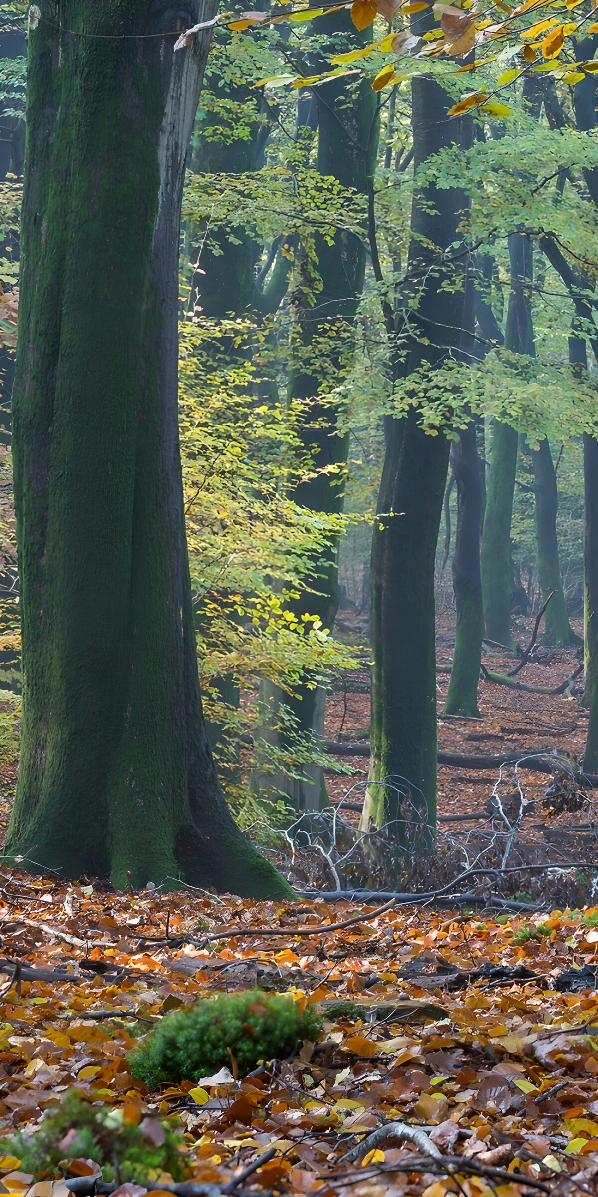 CW4072124: Mistige Herfstwandeling in het Bos