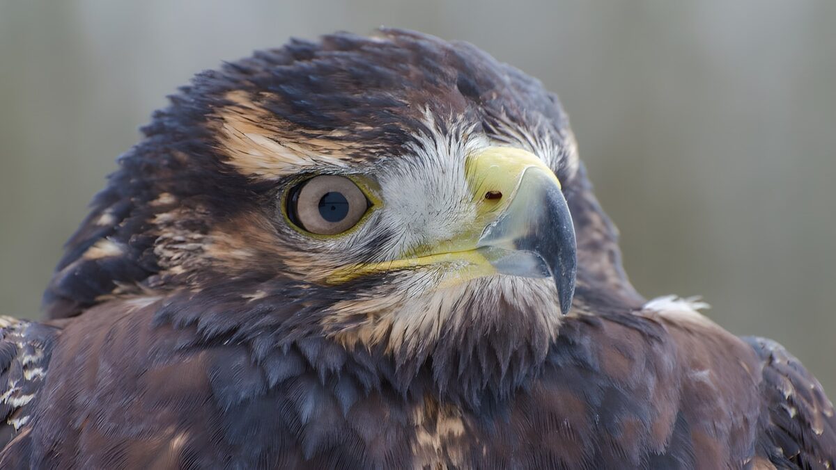 Machtige roofvogel in close-up