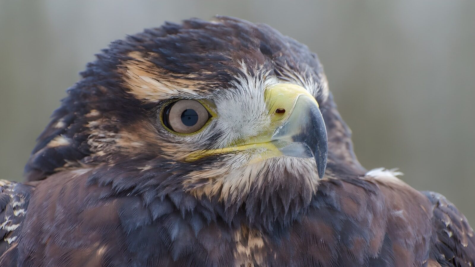 CW1451371: Machtige roofvogel in close-up