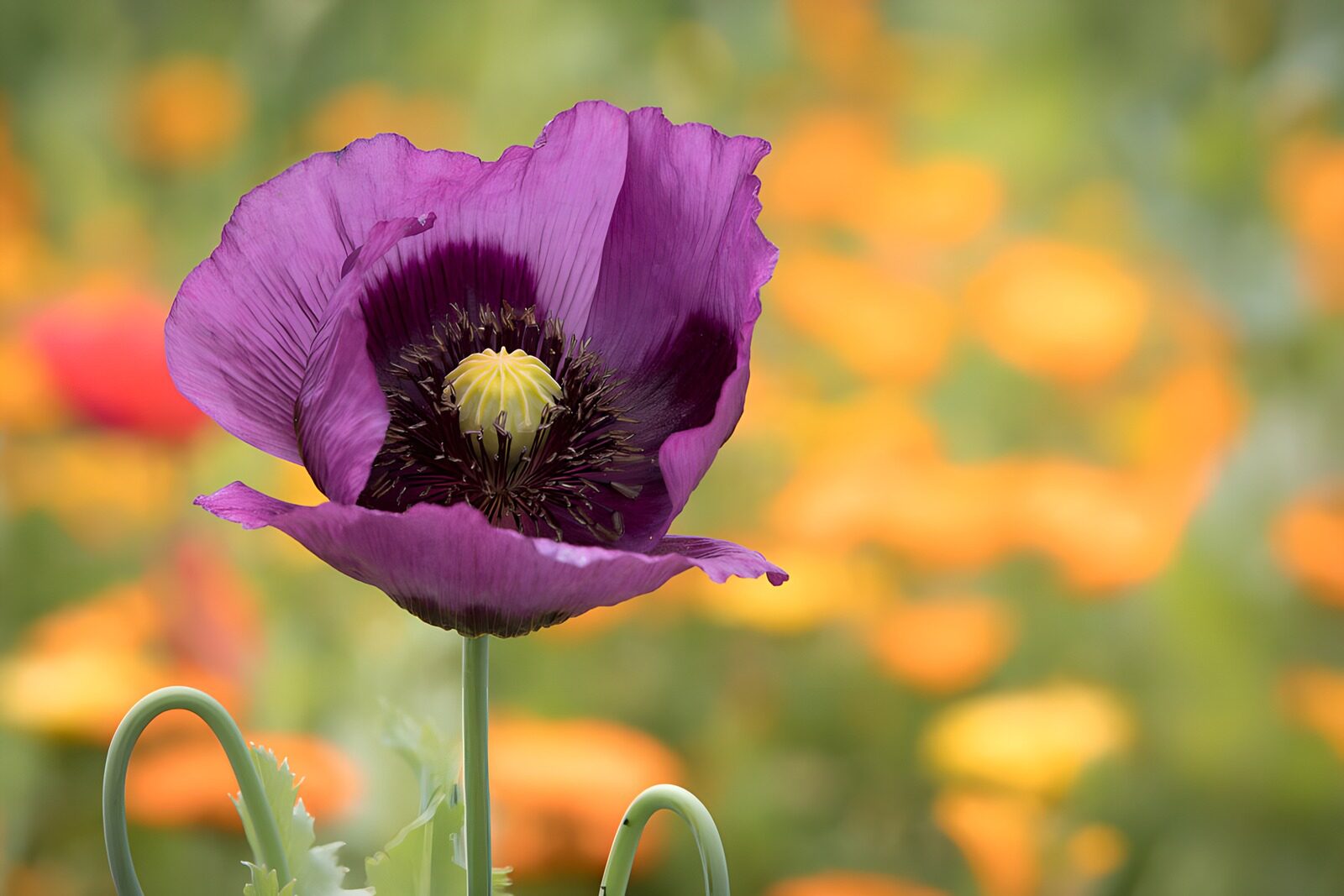 CW1306575: Prachtige paarse poppy in een bloemenveld