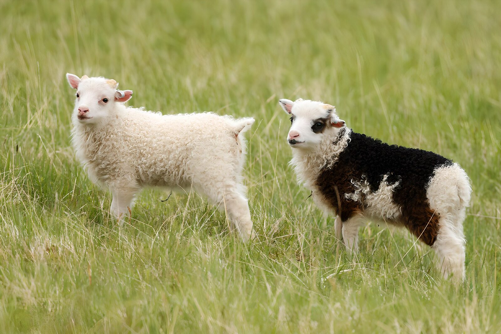 CW4410843: Schattige lammetjes in het gras