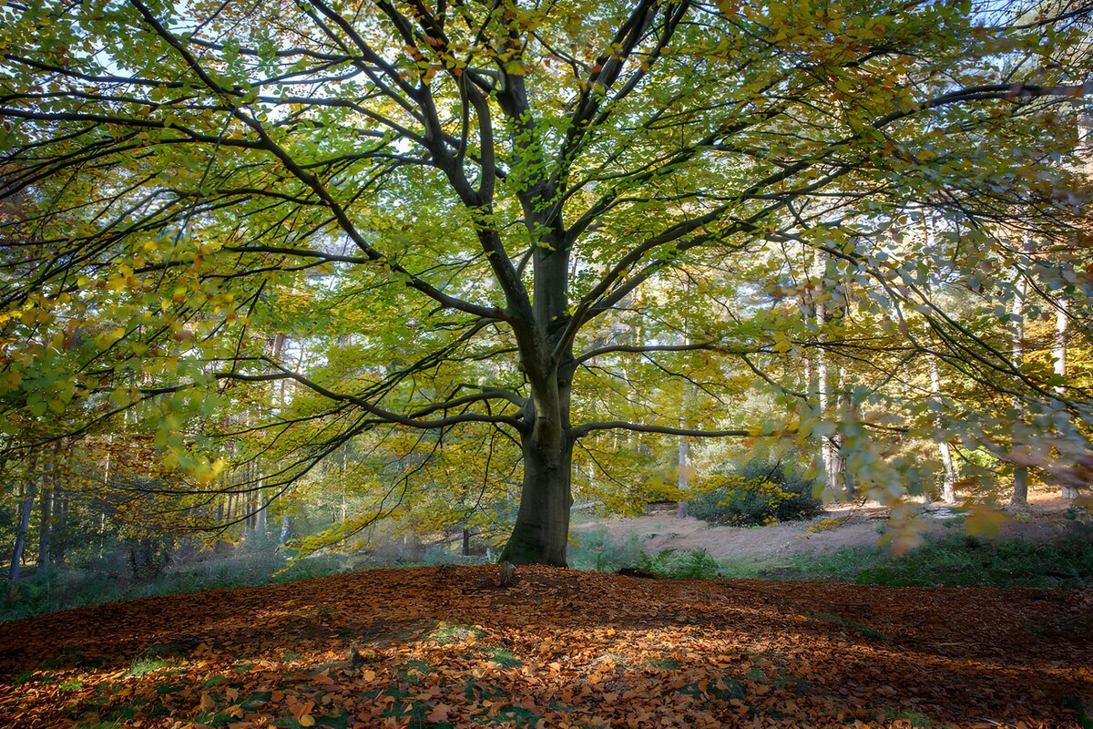Prachtige boom in de herfst