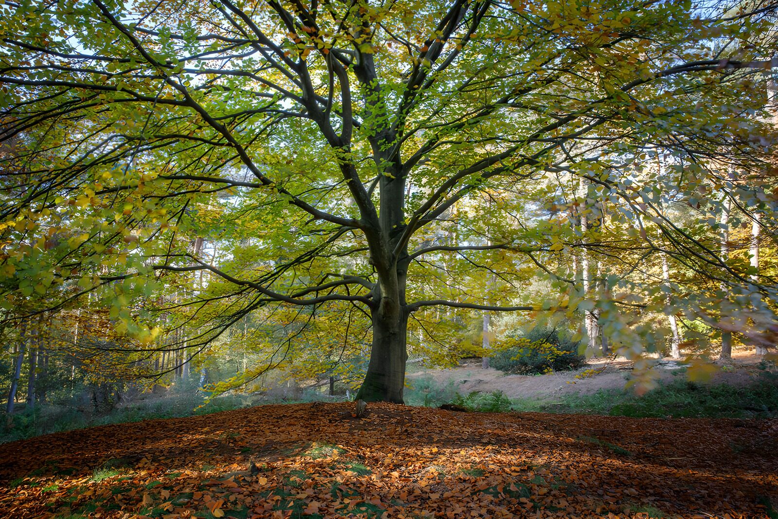 CW5063812: Prachtige boom in de herfst