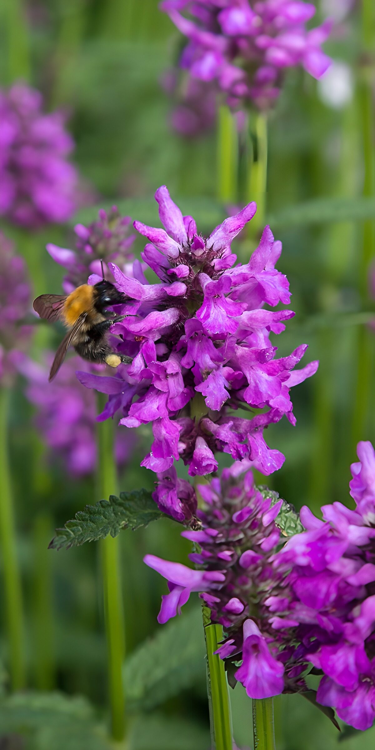 CW5844980: : Bij op paarse bloemen in volle bloei