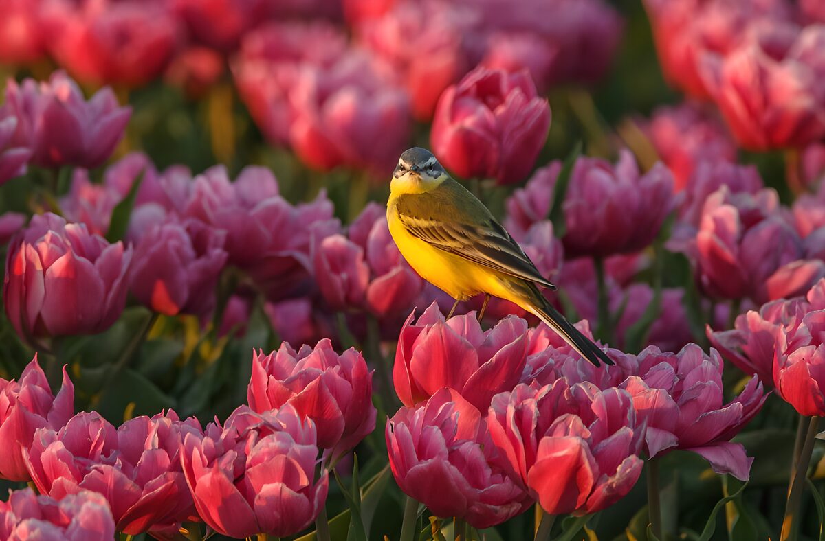 Gele Vogel Tussen Rozige Tulpen