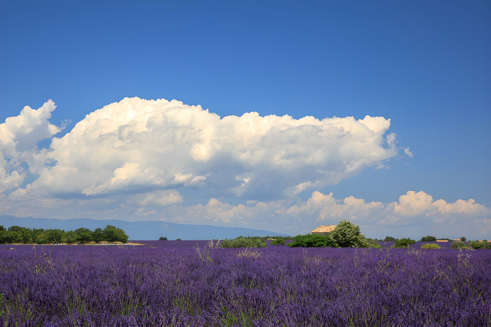 CW9212697: Prachtig lavendelveld onder blauwe lucht