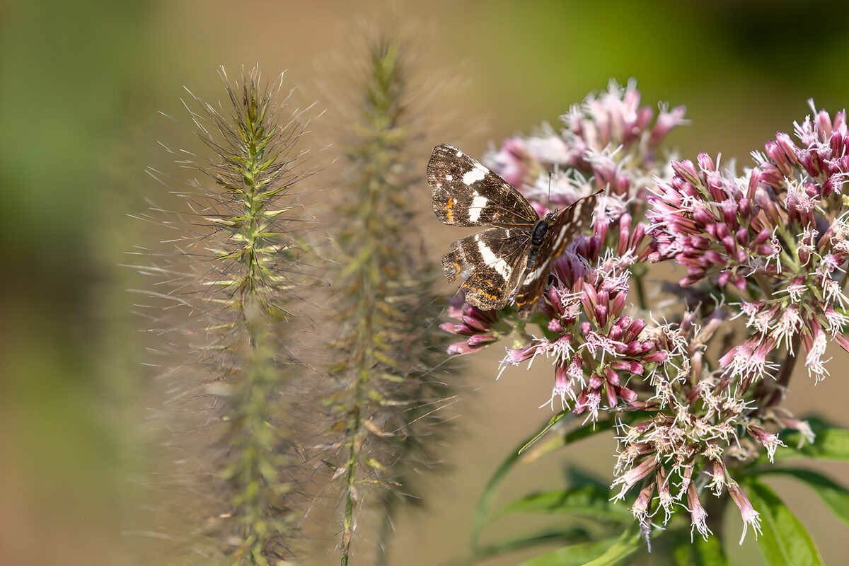 Vlinder op bloeiende plant