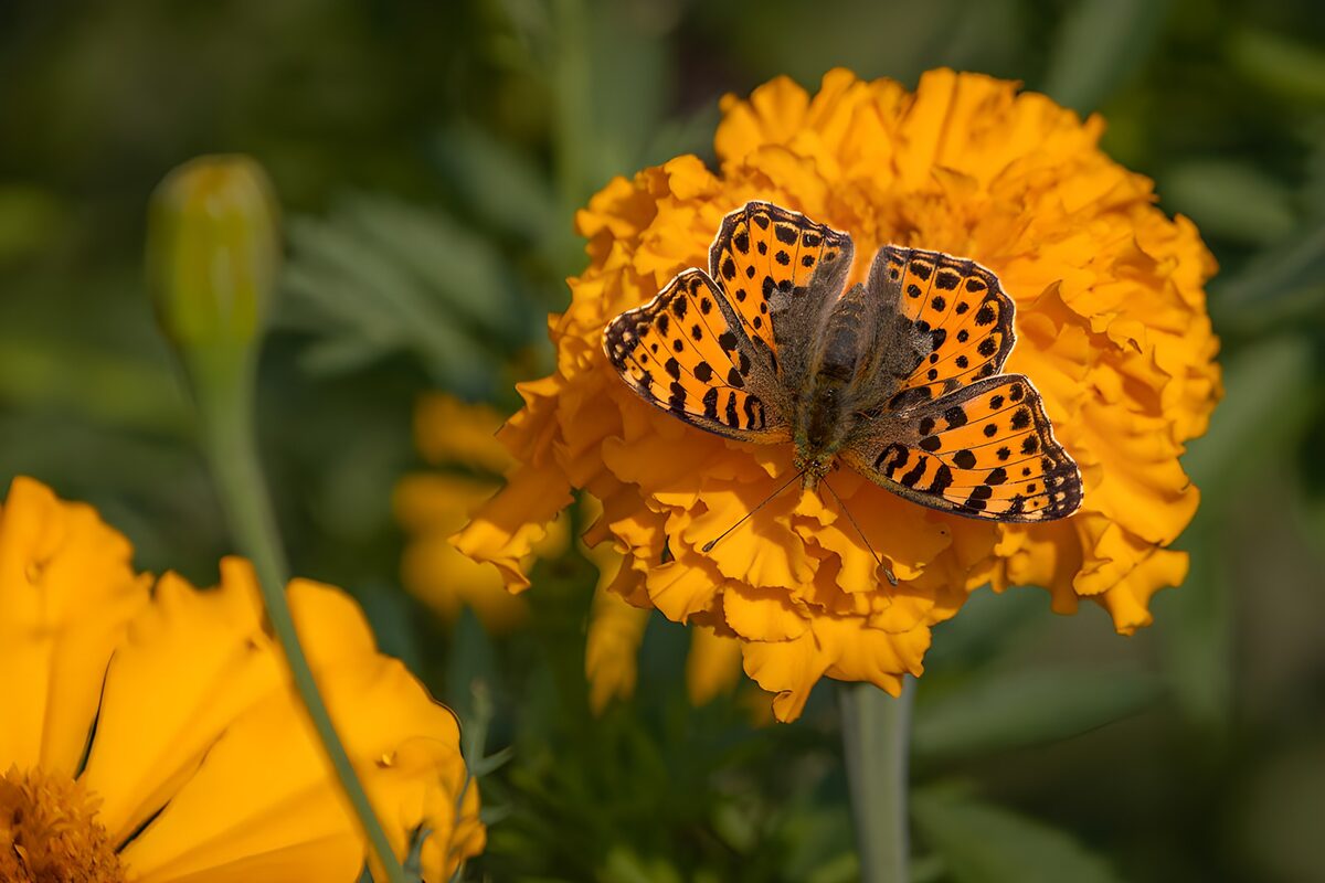 Vlinder op een Heldere Goudsbloem