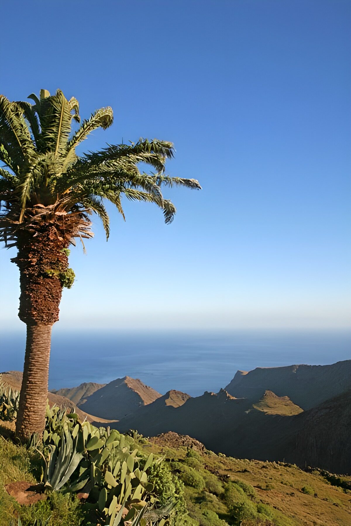 Uitzicht op zee met palmboom