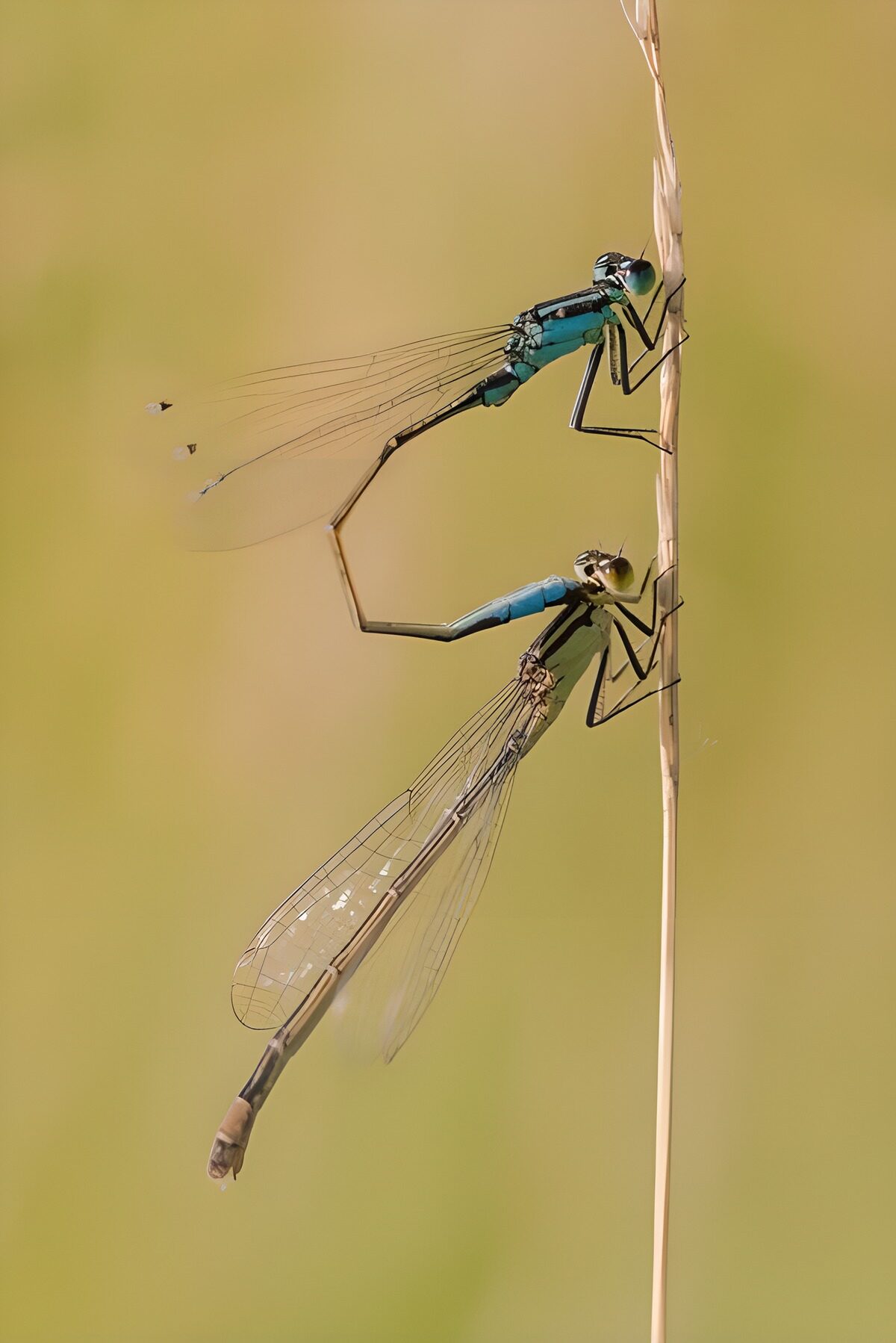 Parende libellen op een grasspriet
