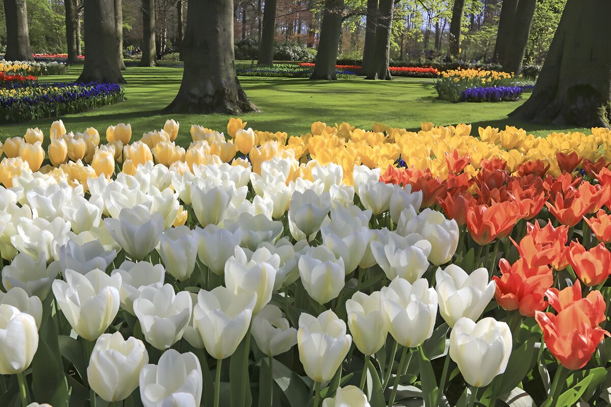Kleurrijke Tulpen in het Lentepark