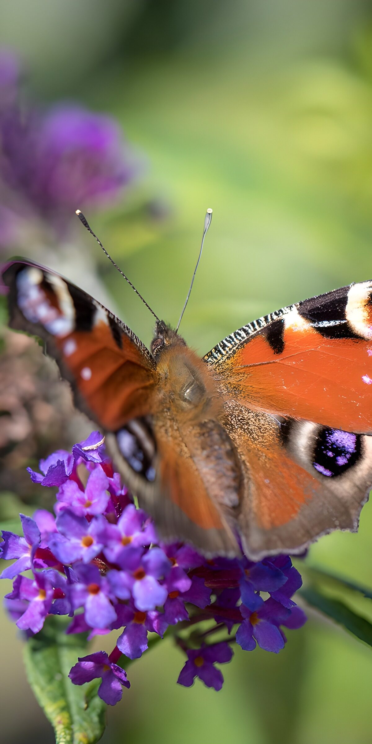 CW2430170: Schitterende vlinder op paarse bloemen