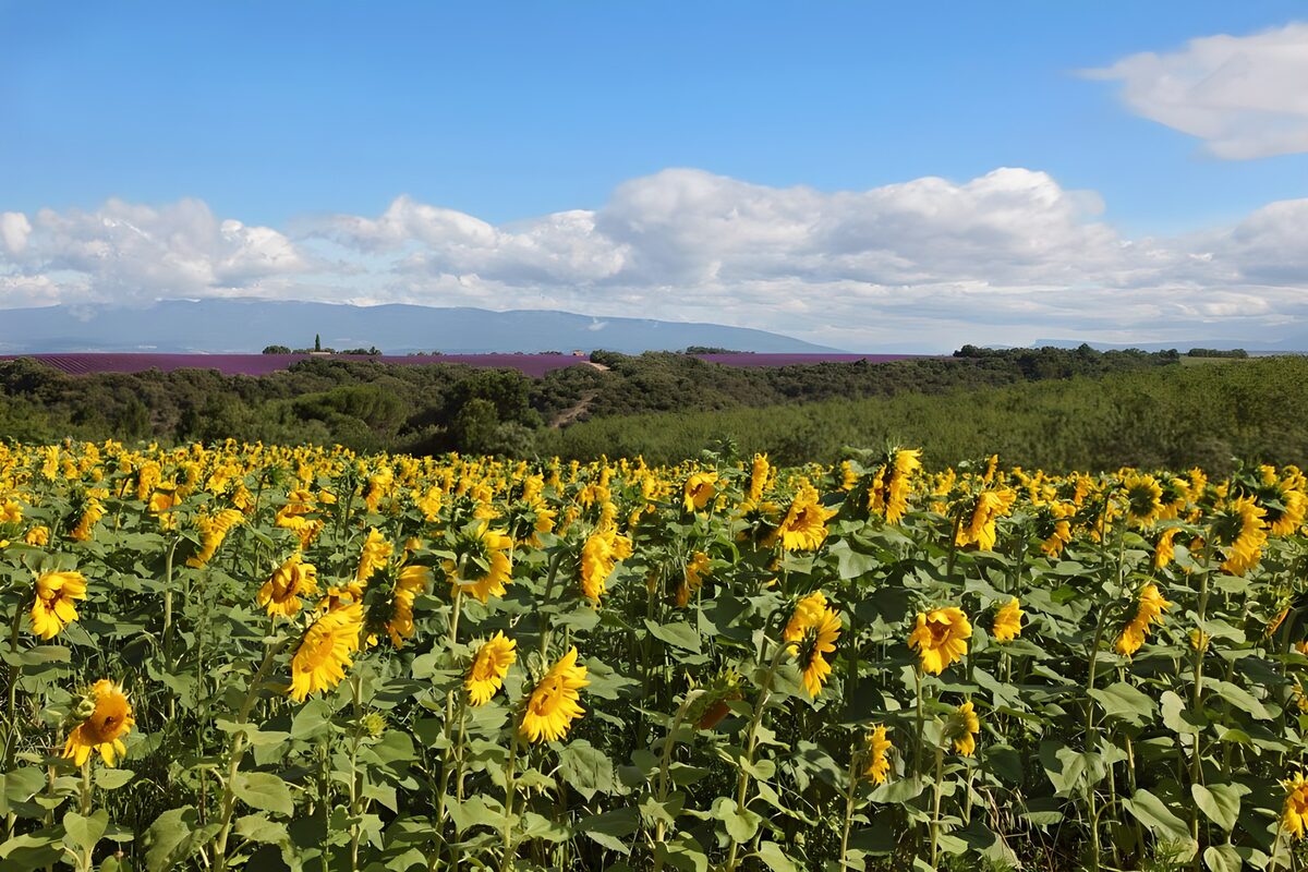 Zonnebloemen en Lavendelveld