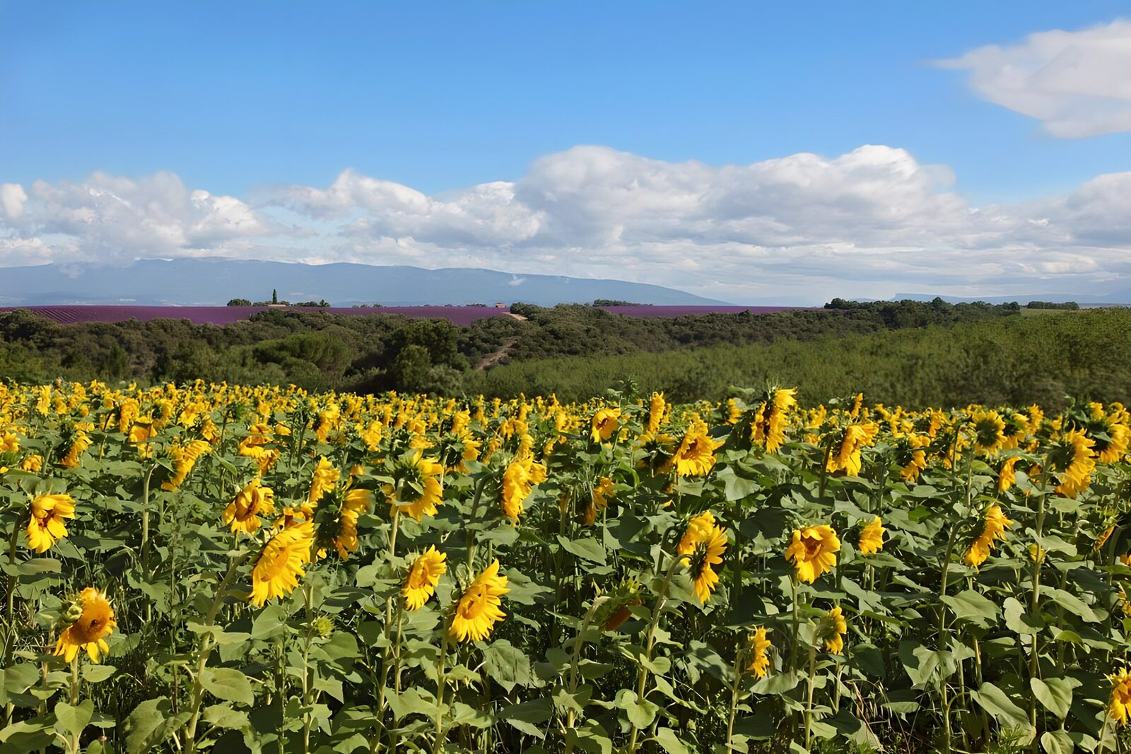 CW8896271: Zonnebloemen en Lavendelveld