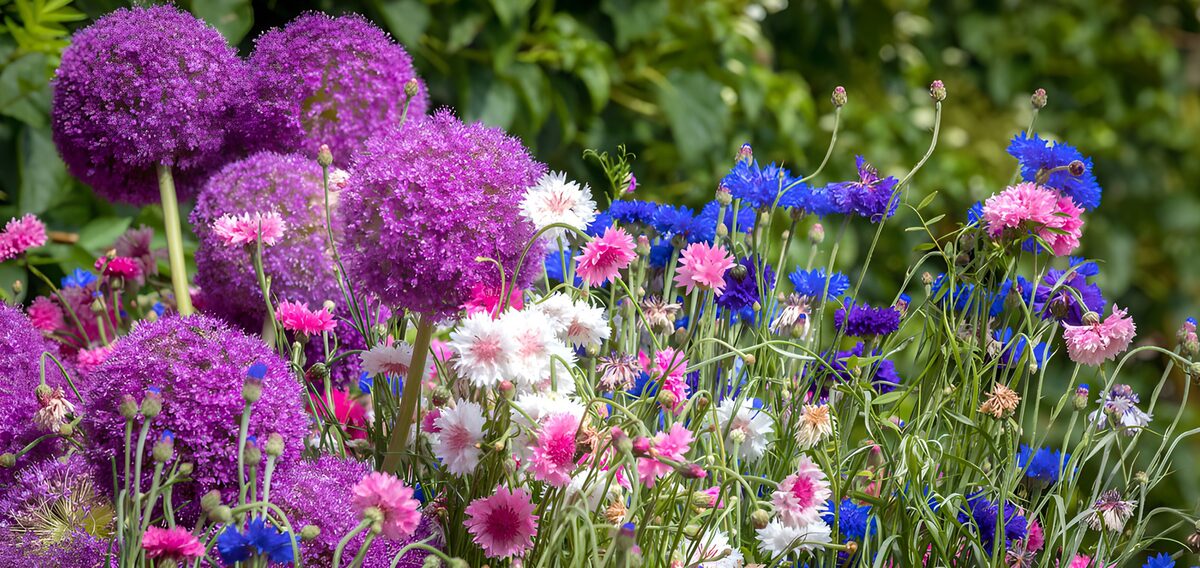 CW6331058: Kleurrijke bloemenpracht in de tuin
