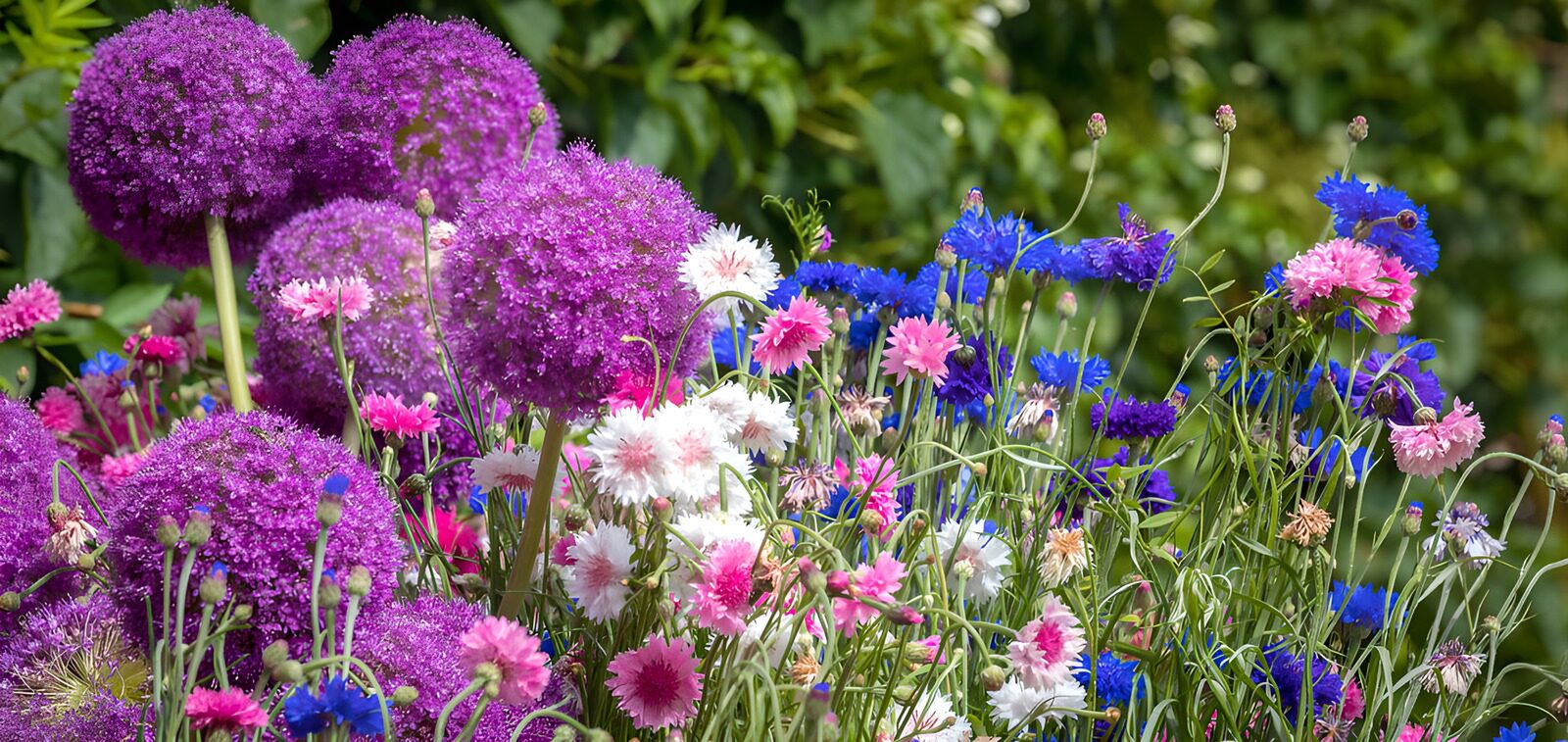CW6331058: Kleurrijke bloemenpracht in de tuin