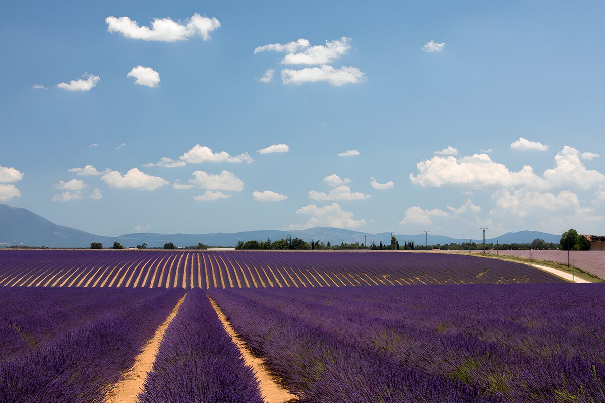 Prachtig Lavendelveld onder een Blauwe Lucht