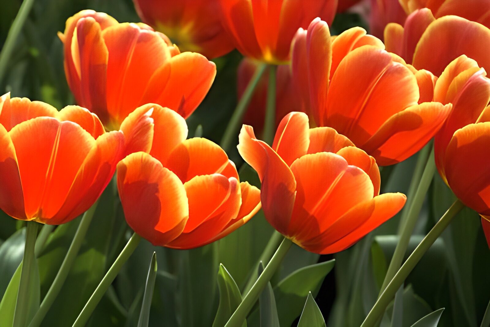 CW9054448: Stralende oranje tulpen in bloei