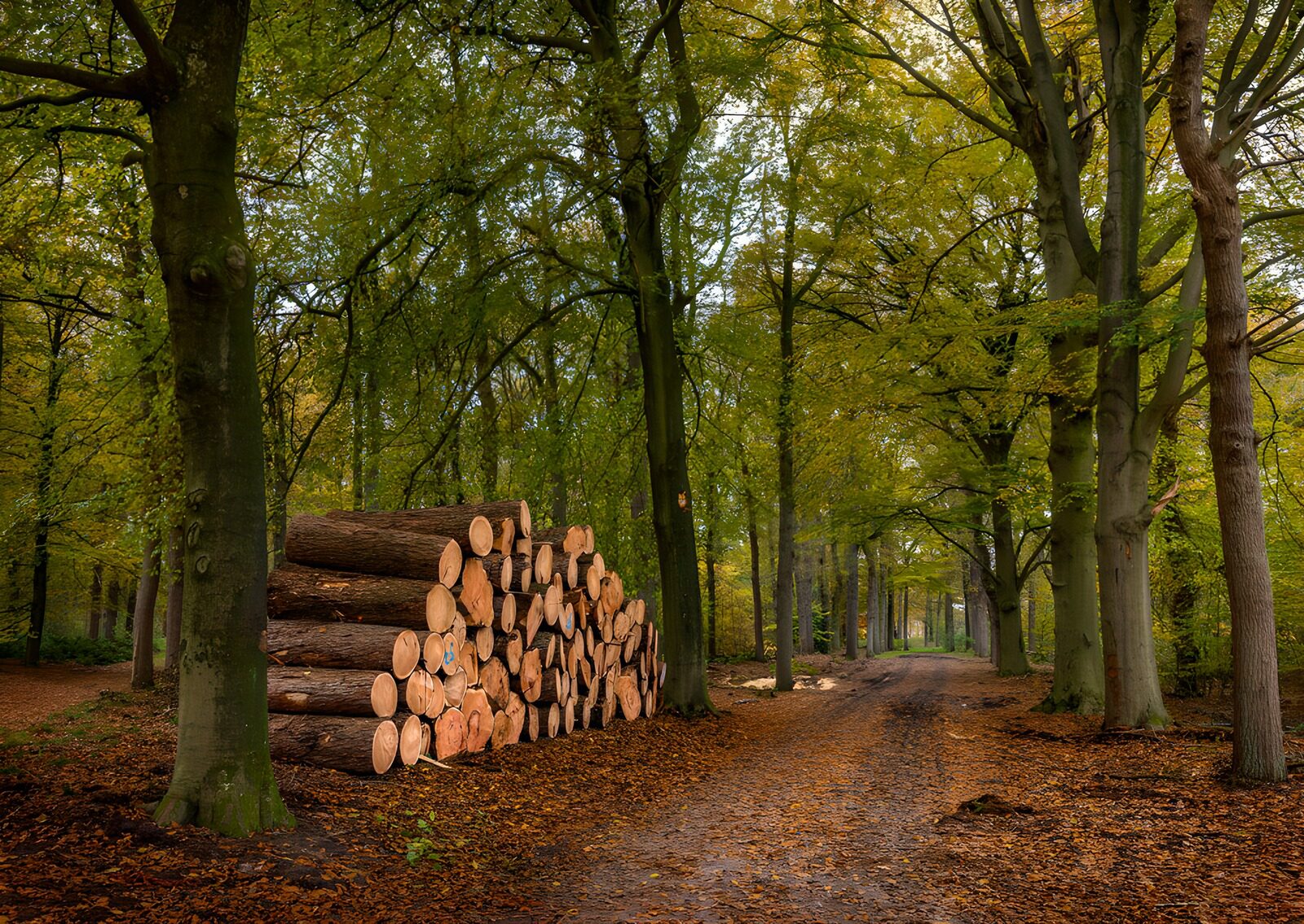 CW3238389: Bos met stapel houtblokken
