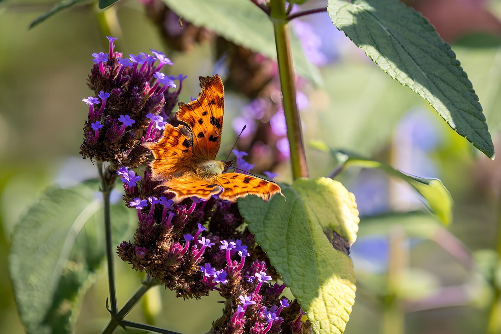 CW2132829: Vlinder op paarse bloemen