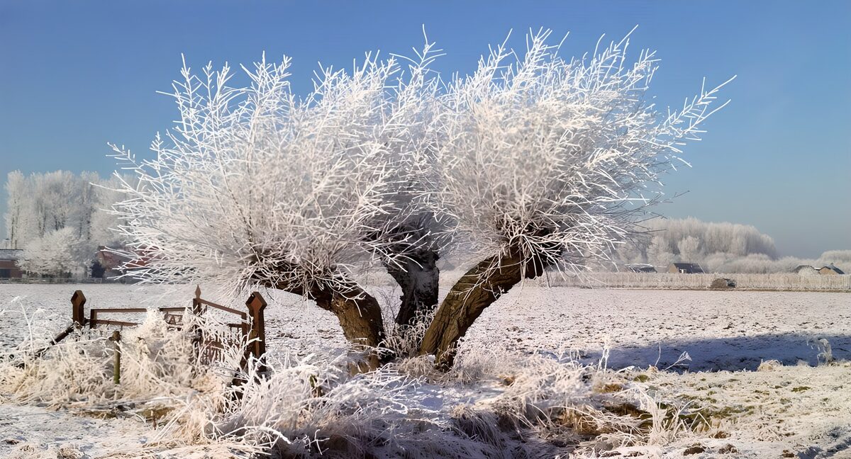 Sneeuwbedekte boom in winterlandschap