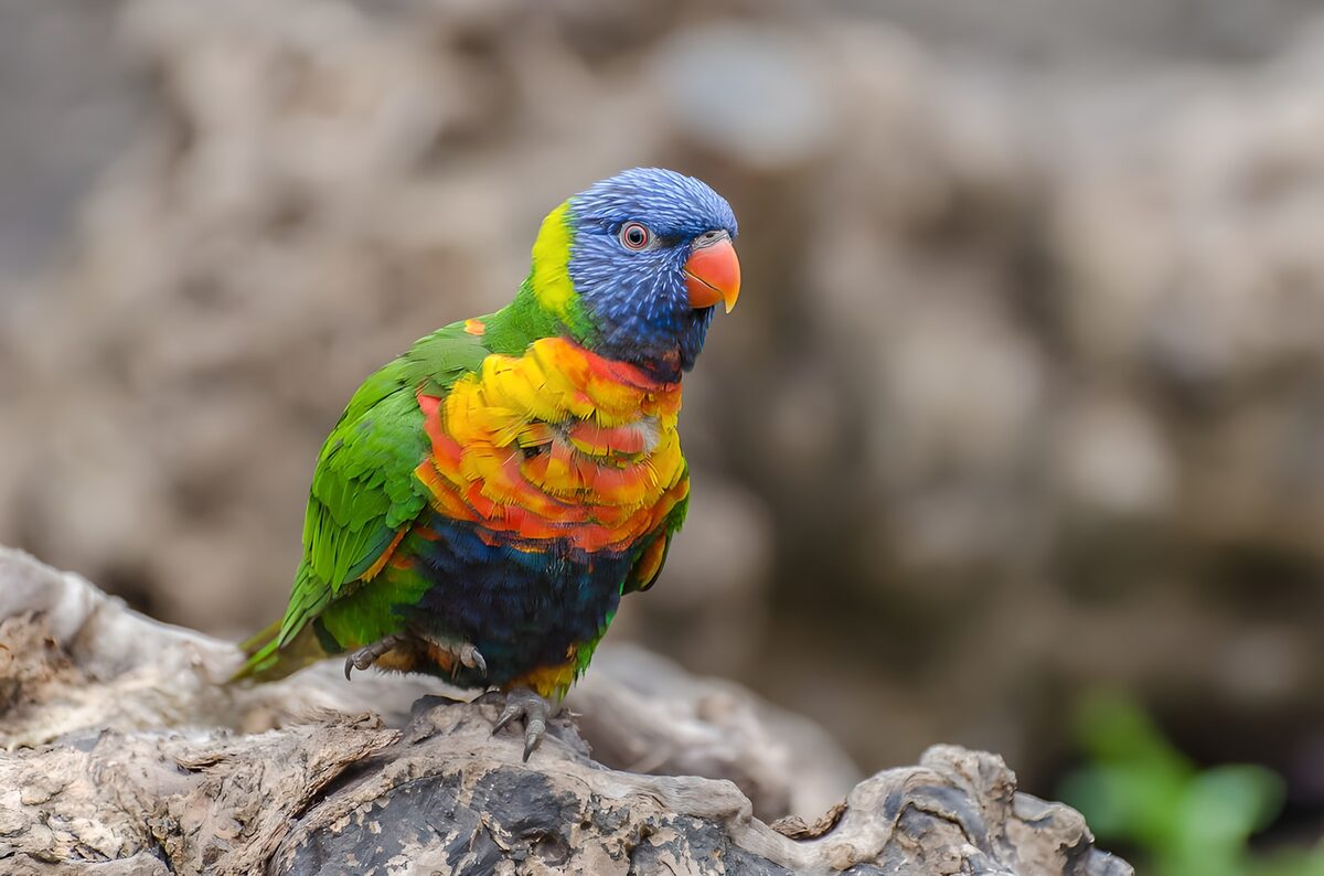 Kleurrijke lorikeet op tak