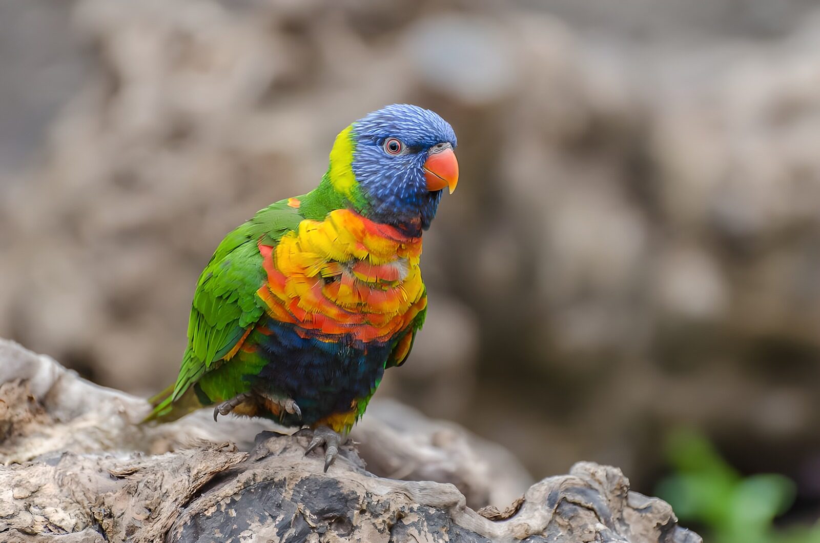 CW3034753: Kleurrijke lorikeet op tak