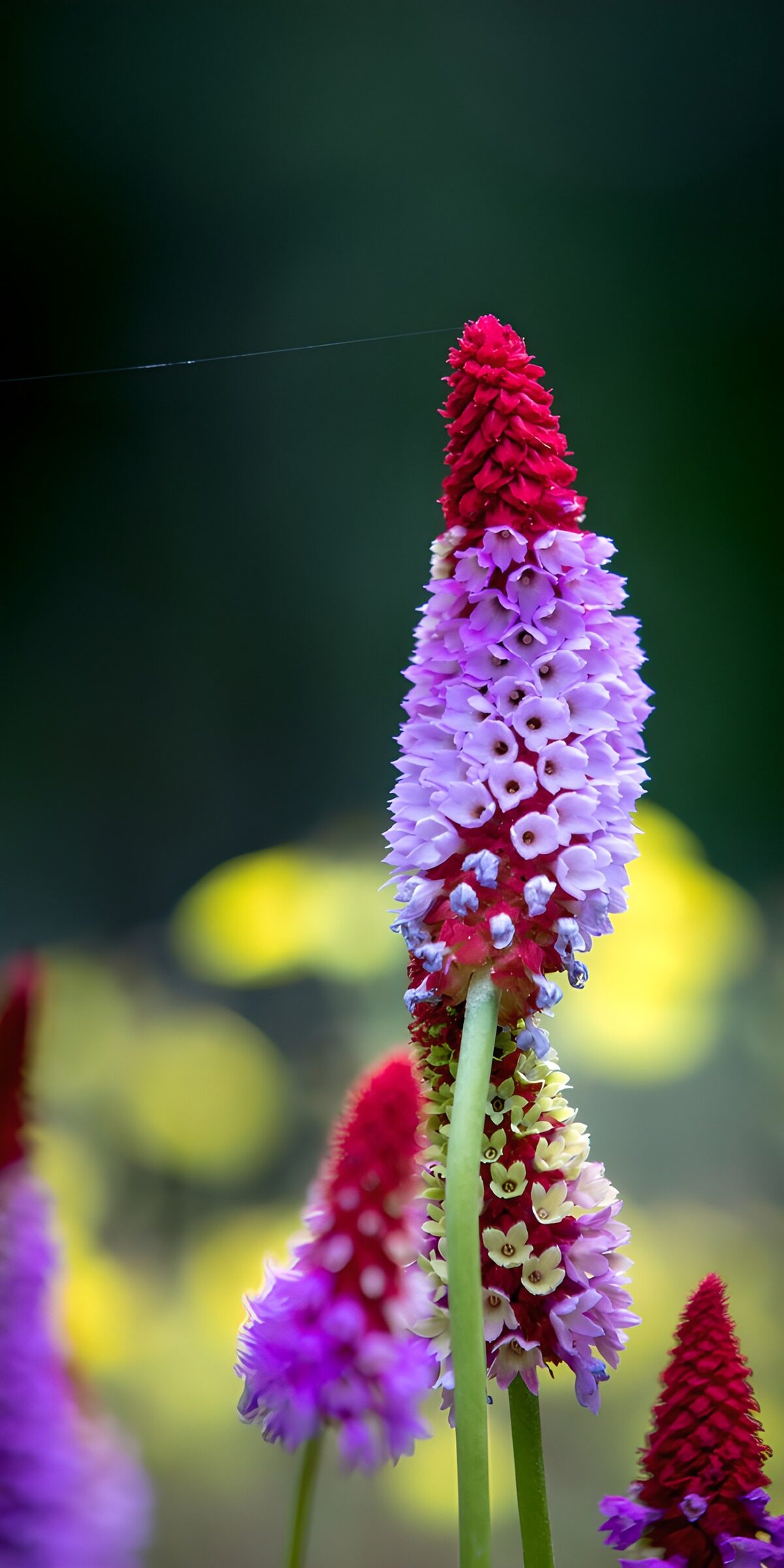 CW6724546: Kleurrijke Bloemen in de Natuur