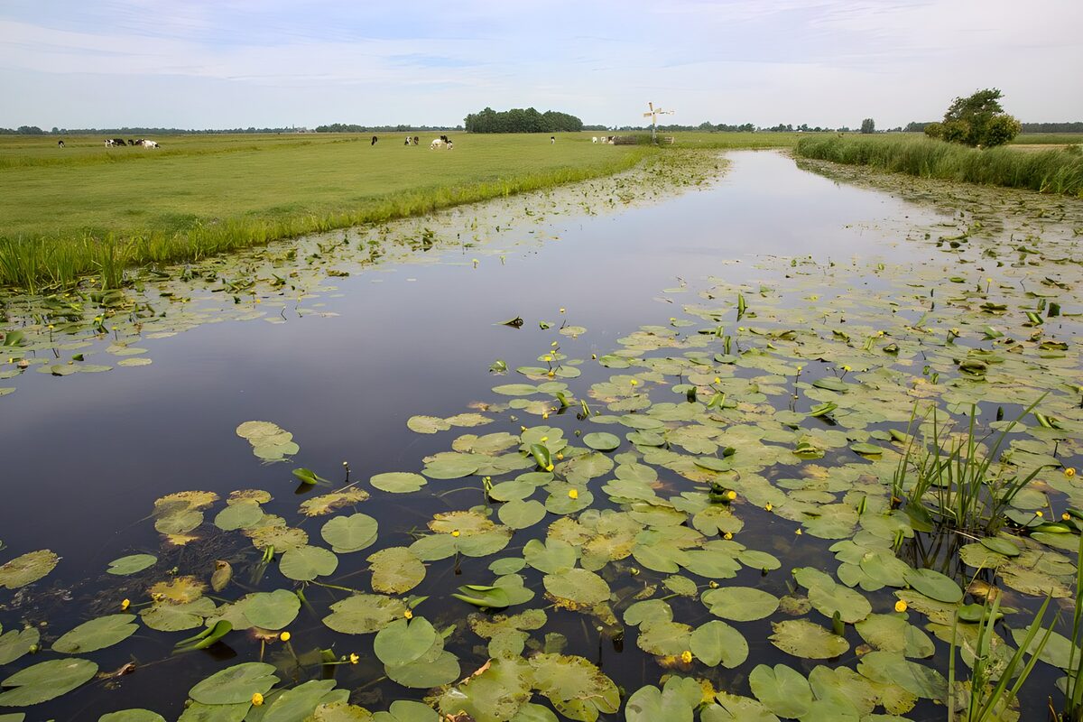 Rustig waterlandschap met riet en lelies