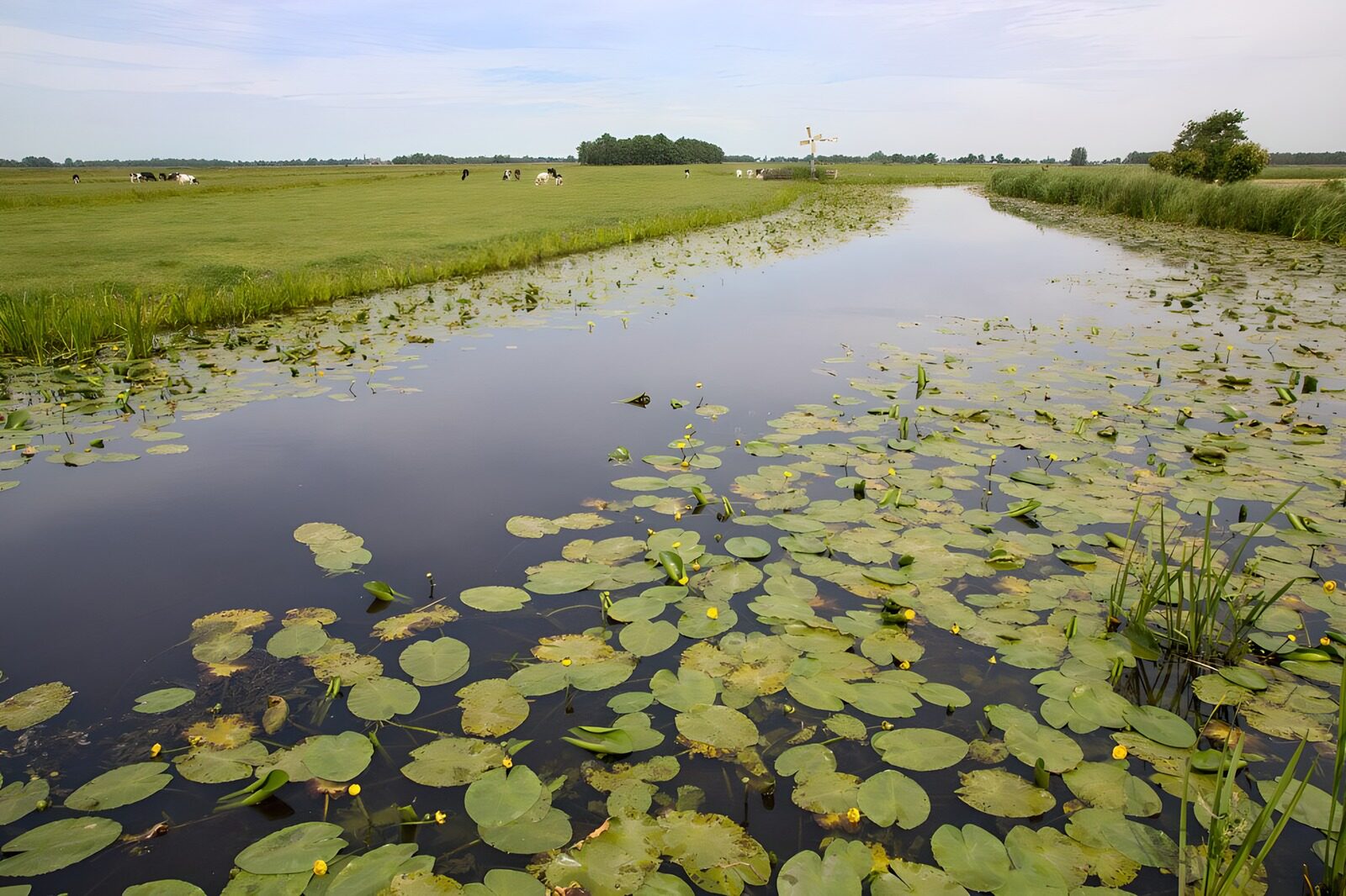 CW4902194: Rustig waterlandschap met riet en lelies