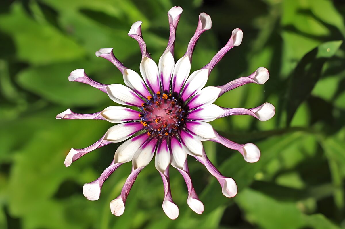 Kleurrijke bloem met unieke bloemblaadjes