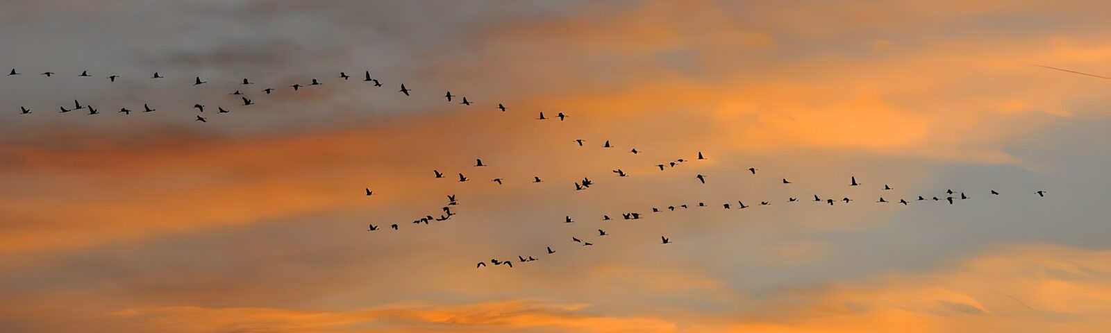 CW8313928: Vogels in de avondlucht