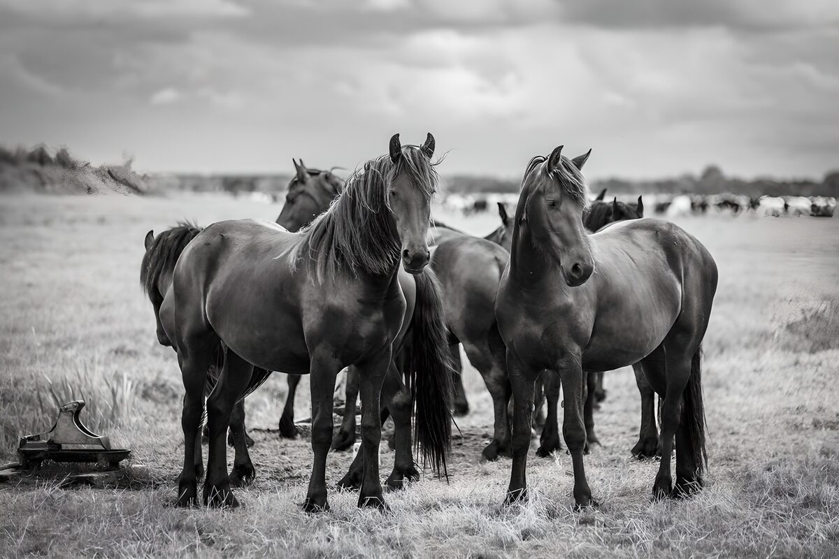 Zwarte Paarden op het Veld