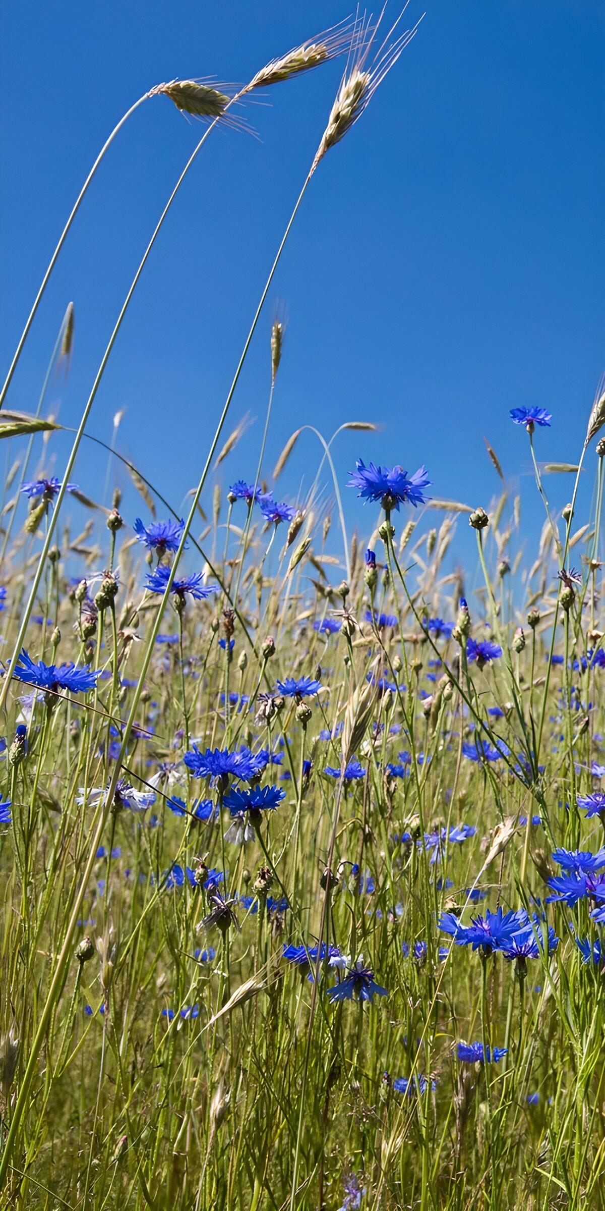 CW9587648: Bloemenveld onder een blauwe lucht