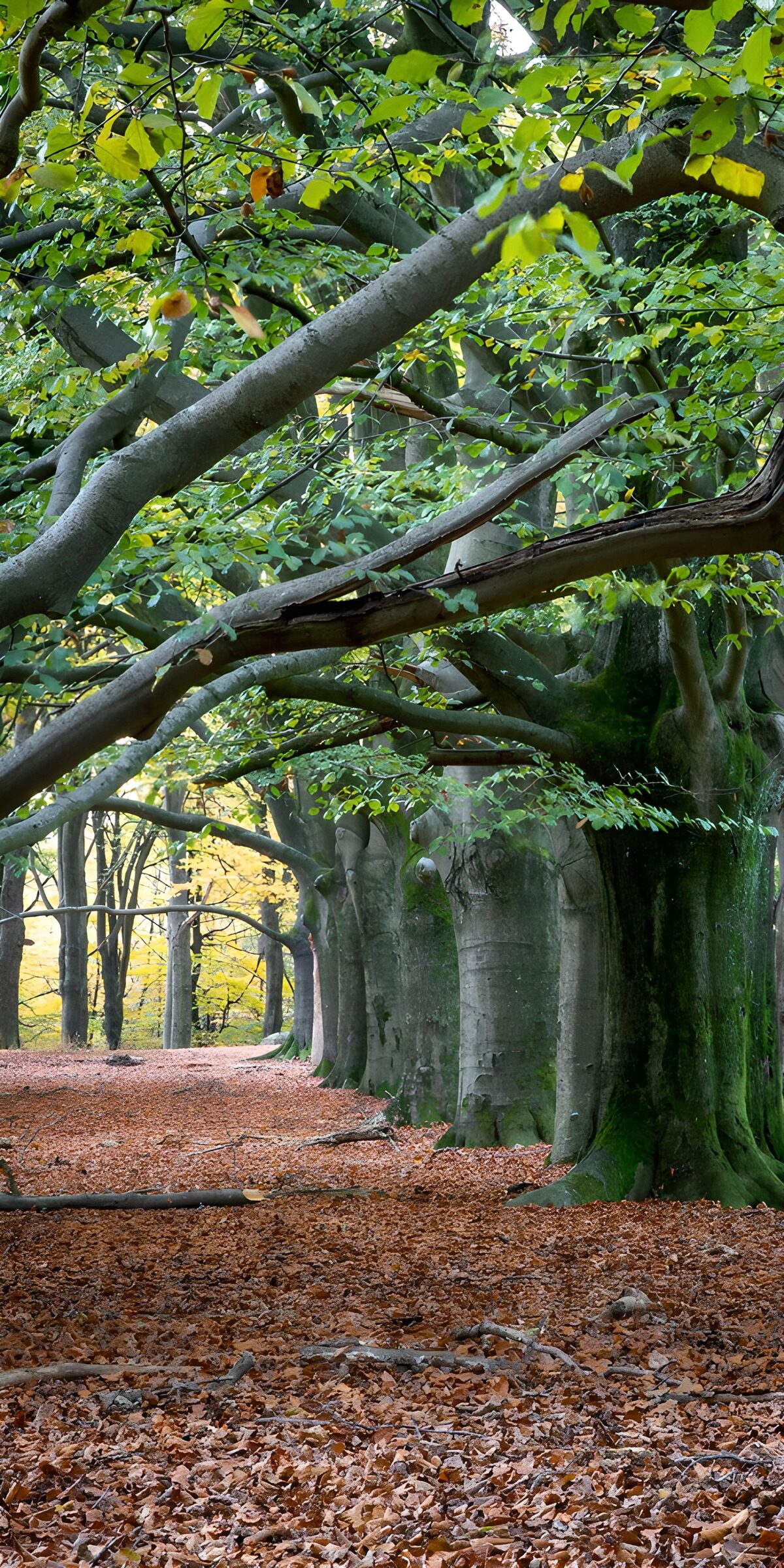 CW7312834: Lange laan met herfstbladeren