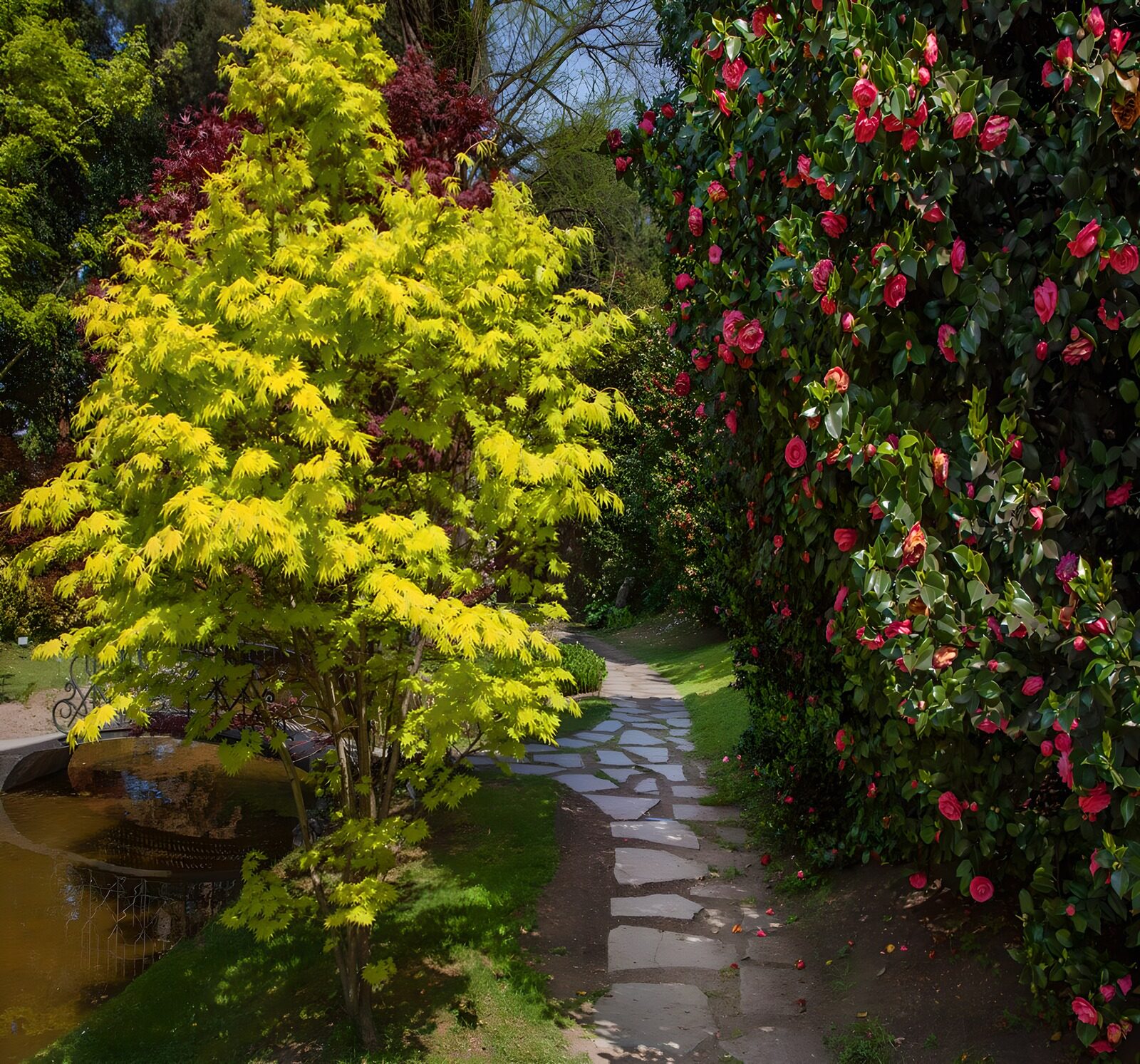 CW1853627: Kleurrijke tuin met pad en bloemen