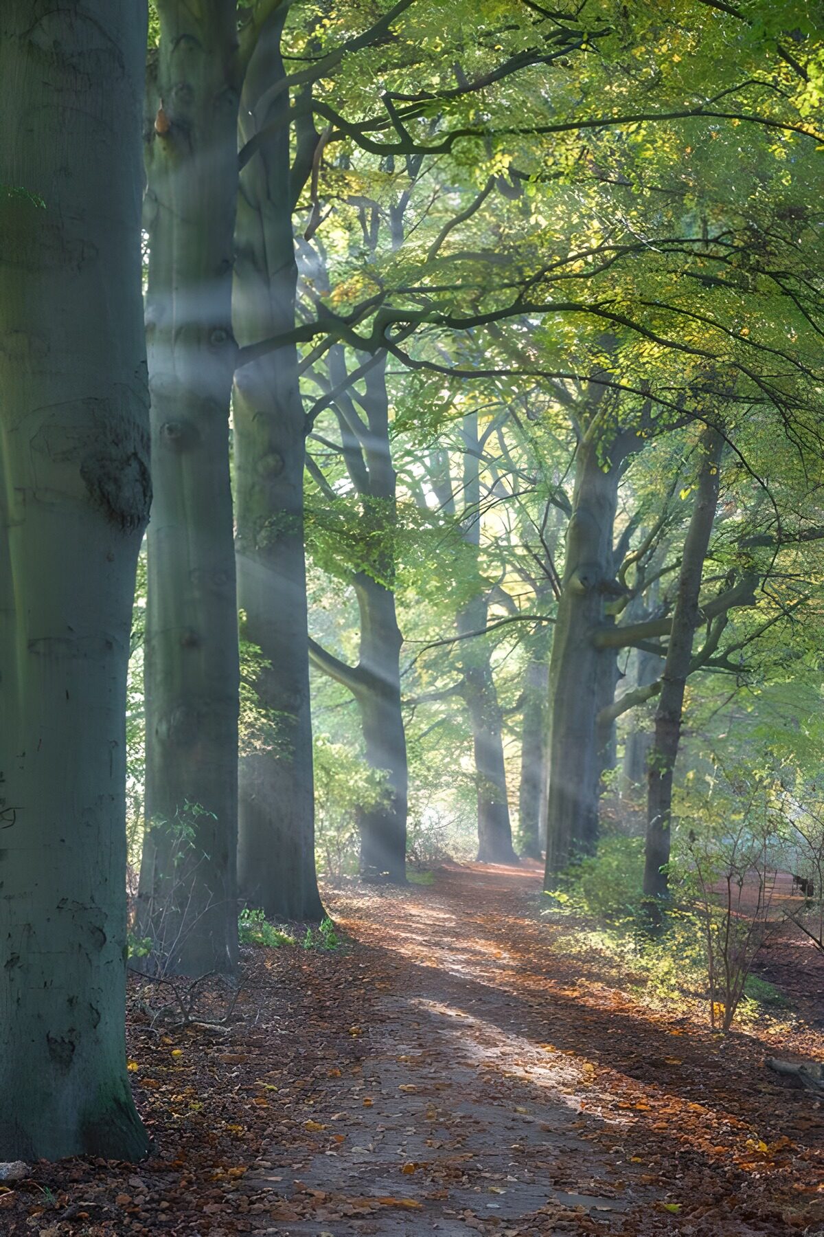CW2319502: Mystieke boswandeling in de herfst