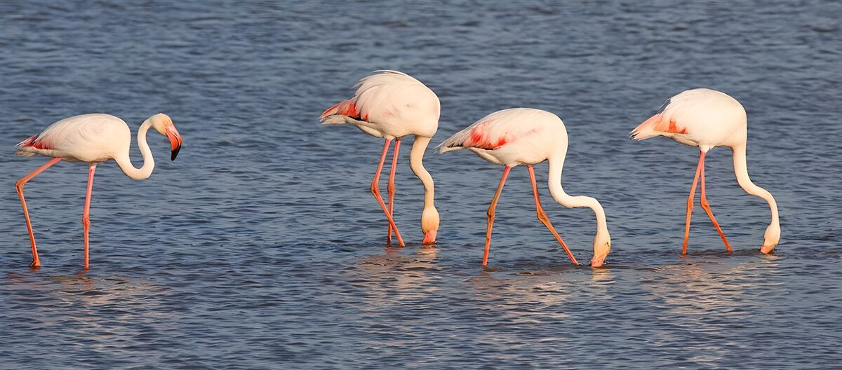 Vijf flamingo's in de ondiepe wateren