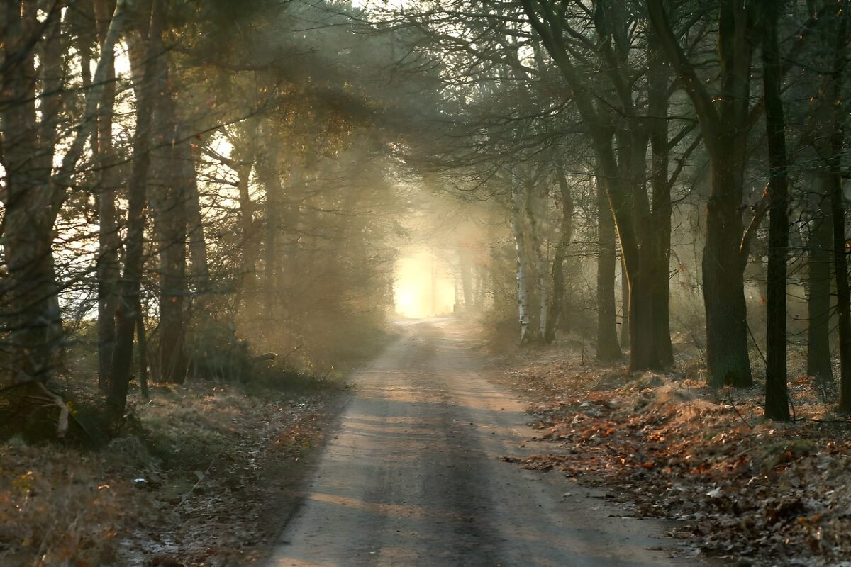 Mystieke bosweg bij zonsopgang