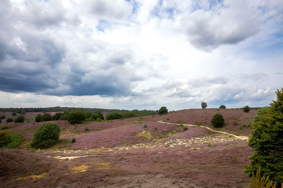 Prachtig paarse heide onder een bewolkte lucht