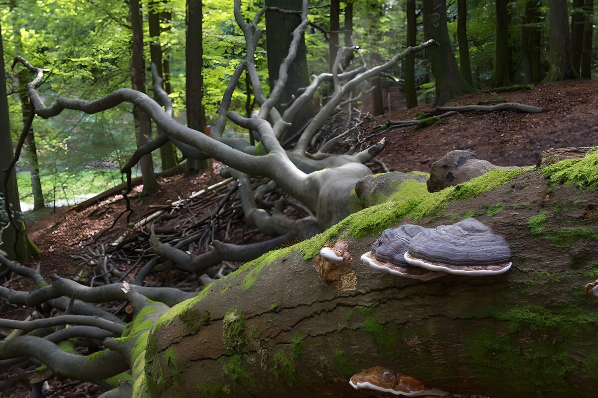 Paddenstoelen op een omgevallen boomstam