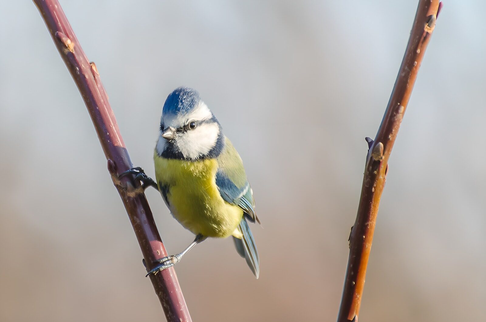 CW6858675: Blauwe mees op een tak