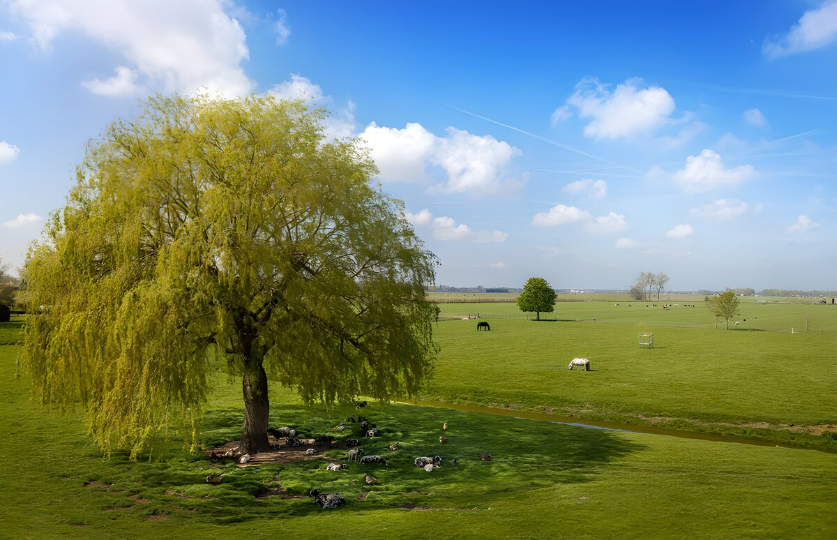 Groene weide met een grote boom