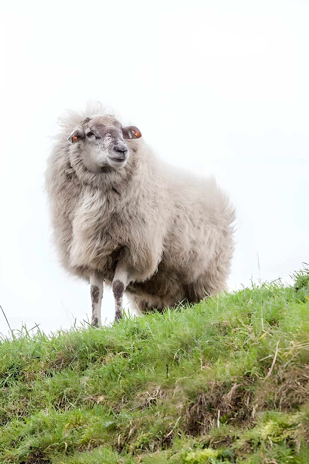 Schapen op een groene heuvel