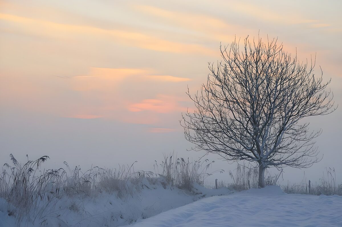 Sneeuwlandschap met een enkele boom