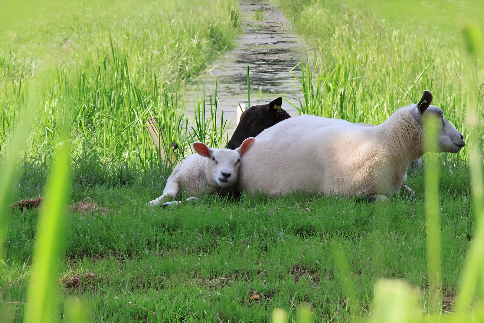 CW3841513: Schattige lammetjes in de natuur