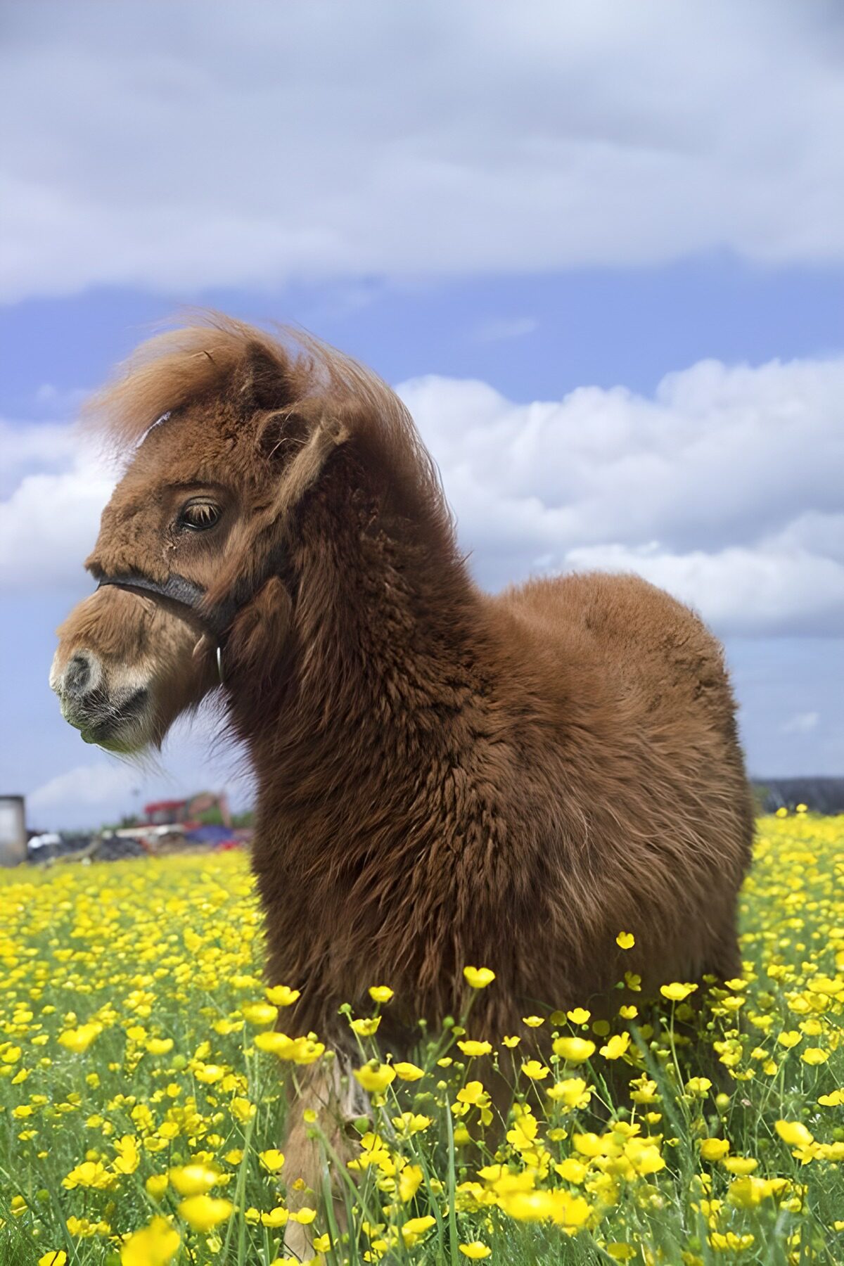 CW6496817: Schattig bruin pony in bloeiend veld