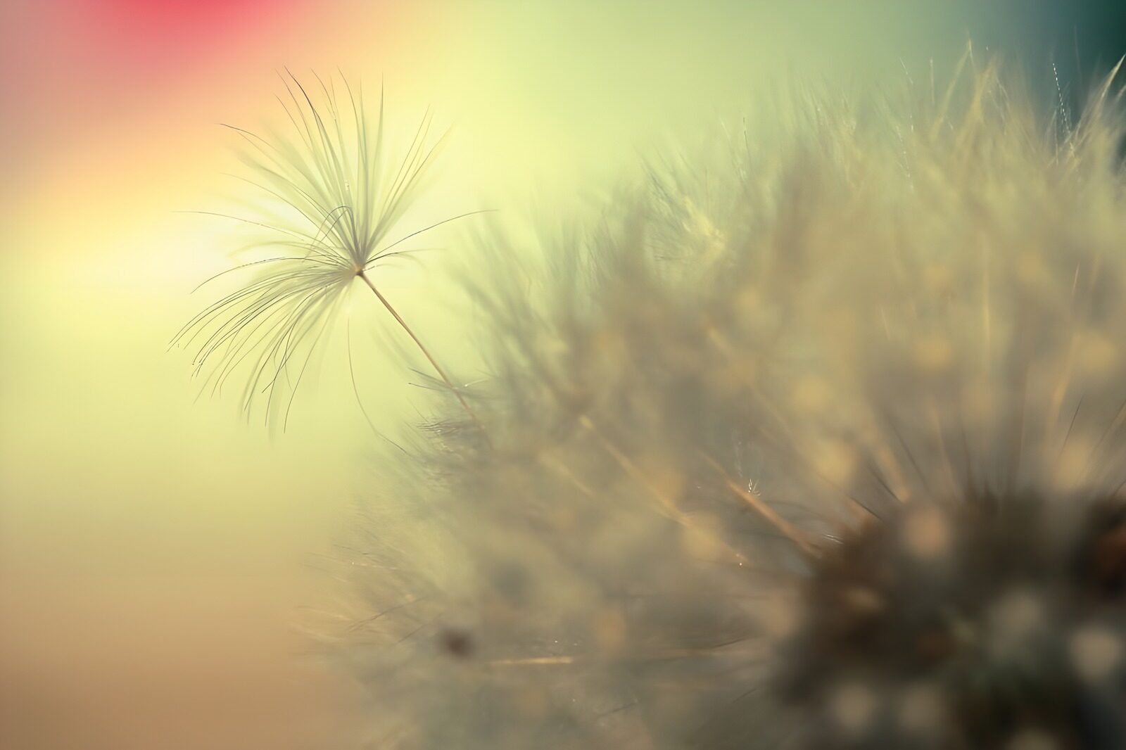CW5756872: Delicate Dandelion Zaden