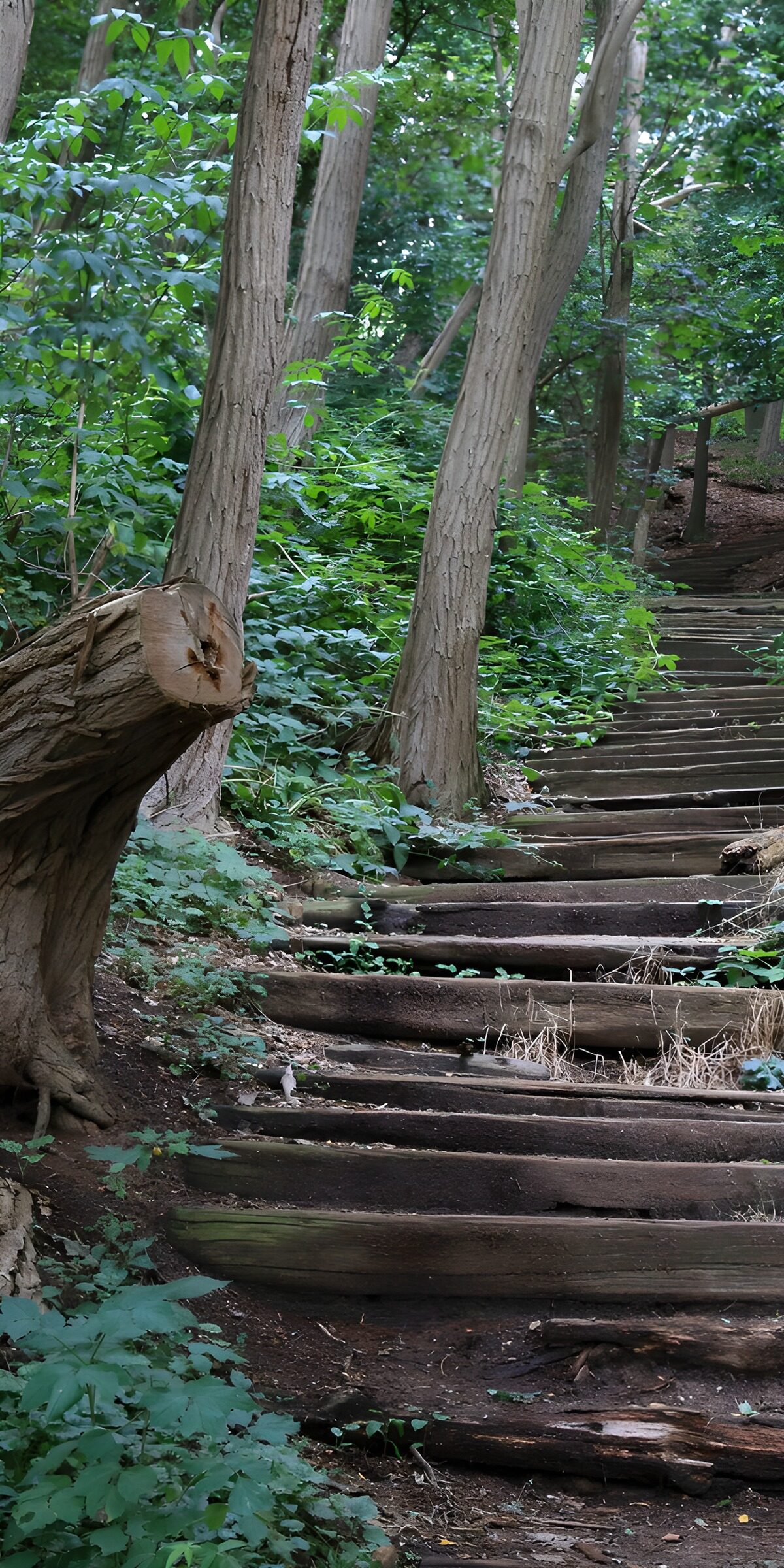 CW7475551: Groene Trappen in het Bos